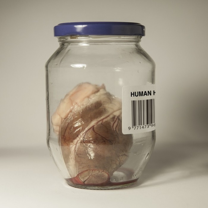 HUMAN HEART